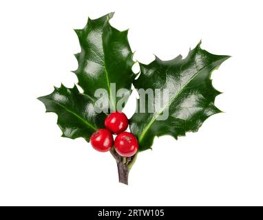 Holly Beeren Zweig isoliert auf weißem Hintergrund. Weihnachtlicher stechpalmenzweig für Design. Stockfoto