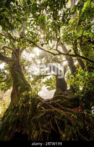 Nahaufnahme der Äste eines Lorbeerbaumes, der mit Moos und Farnen bewachsen ist, im mystischen und gruseligen Fanal-Wald auf Madeira, Portugal Stockfoto