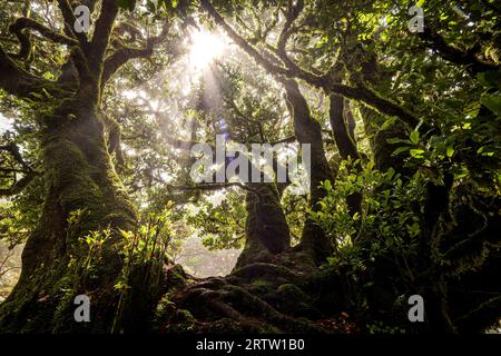 Nahaufnahme der Äste eines Lorbeerbaumes, der mit Moos und Farnen bewachsen ist, im mystischen und gruseligen Fanal-Wald auf Madeira, Portugal Stockfoto