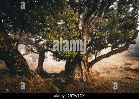 Malerischer Blick auf Lorbeerbäume, die mit Moos und Farnen bewachsen sind, im Fanal-Wald auf Madeira, Portugal, wie eine Szene aus einem nebeligen, gruseligen Horrorfilm Stockfoto