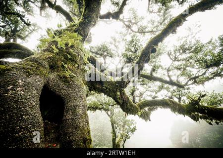 Malerischer Blick auf einen Lorbeerbaum, der mit Moos und Farnen bewachsen ist, im Fanal-Wald auf Madeira, Portugal, wie eine Szene aus einem nebeligen, gruseligen Horrorfilm Stockfoto