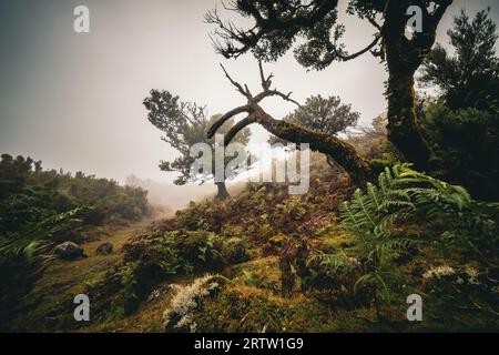 Malerischer Blick auf einen Lorbeerbaum, der mit Moos und Farnen bewachsen ist, im Fanal-Wald auf Madeira, Portugal, wie eine Szene aus einem nebeligen, gruseligen Horrorfilm Stockfoto