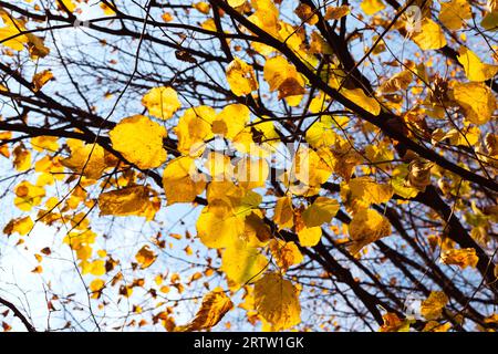 Gelbe Herbstblätter auf dem Baum Stockfoto