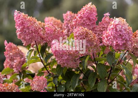 Hortensia paniculata Vanille Fraise auf einem Stamm Stockfoto