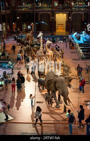 Parade afrikanischer Säugetiere in der Großen Galerie der Evolution im Nationalmuseum für Naturgeschichte in Paris. Stockfoto