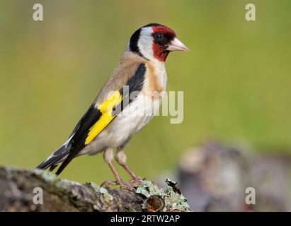 Europäischer Goldfink (Carduelis carduelis) auf einem mit Flechten bedeckten Zweig in voller Schönheit Stockfoto