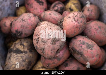 Kartoffeln im Garten graben. Zeitpunkt der Ernte, Kartoffelpflanzen. Stockfoto