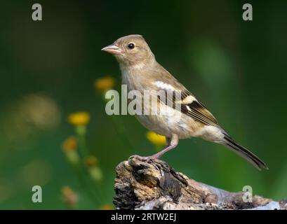 Junge Hagebutten (Fringilla coelebs), die sich in der Sommersaison auf einem trockenen Stumpf mit einigen Blüten aufstellen Stockfoto