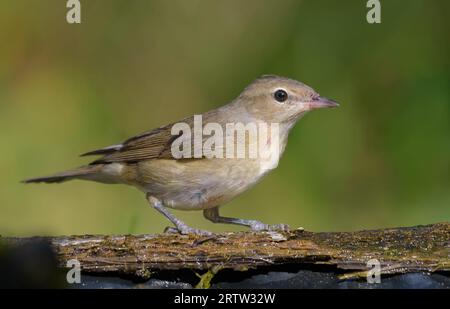 Gartenwarbler (sylvia Borin) auf nassem Ast in warmen Morgenfarben Stockfoto