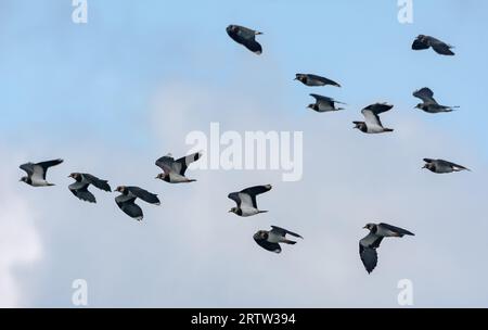 Nördliche Kiebitze (Vanellus vanellus) fliegen während der Zugsaison schnell am blauen Himmel Stockfoto