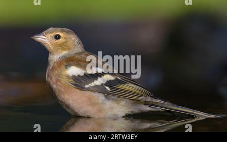 Der männliche Ringelzahn (Fringilla coelebs) taucht am sonnigen Morgen im Herbst in einem Wasserteich Stockfoto