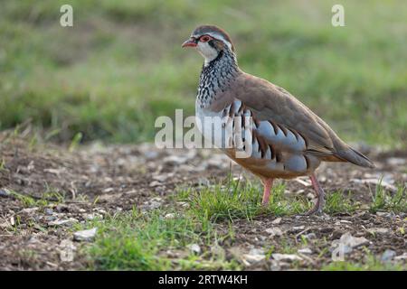 Rotbeiniger Rebhuhn in freier Wildbahn. Wissenschaftliche Bezeichnung: Alectoris rufa. Nahaufnahme eines scharfen Rotbeins oder französischen Rebhuhnes auf natürlichem landwirtschaftlichem Feld Stockfoto