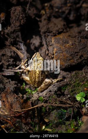 Gemeiner Frosch (Rana temporaria), der in einem feuchten Waldgebiet vor der Hitze schützt, North Norfolk, Großbritannien Stockfoto