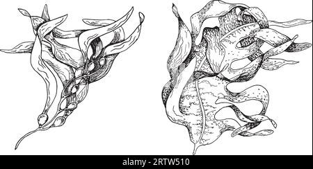 Vektor Meerespflanze Tinte Hand gezeichnete Illustration isoliert auf weißem Hintergrund. Laminaria, brauner Seetang, ascophyllum-Algen-schwarze weiße Linie. Konstruktionselement Stock Vektor