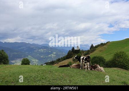 Eine Kuhherde, die weidet und sich auf dem Gipfel der schweizer alpen ausruhen, mit einem wunderschönen Hintergrund der schweizer Berge. Stockfoto