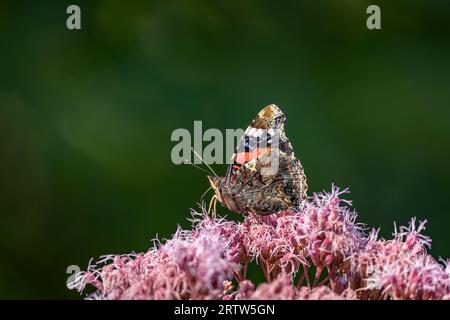 Roter Admiral-Schmetterling an den Hanf-Agroblumen im Garten Stockfoto