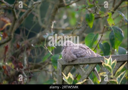 Streptopelia decaocto mit Kragen auf einem hölzernen Gartenzaun in North Norfolk, Großbritannien. Stockfoto