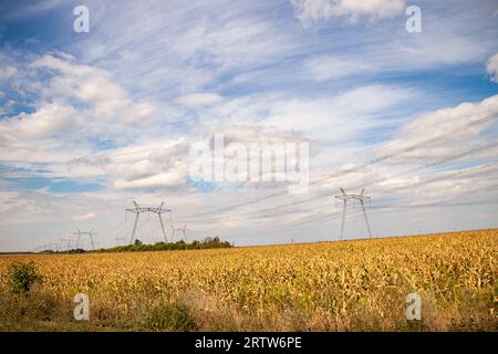 Kraftübertragungsturm in der Ukraine im Sommer. Oberleitungen der Hochspannungs-Stromübertragungsleitung stützen sich im Sommer durch ein Feld mit Mais Stockfoto