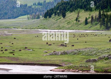 Herde of American Bison (Bison Bison) in Lamar Valley, Yellowstone National Park, Wyoming, Vereinigte Staaten von Amerika Stockfoto
