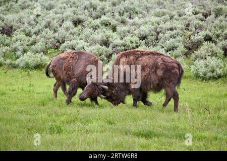 Two American Bison (Bison Bison) Fighting, Yellowstone National Park, Wyoming, Vereinigte Staaten von Amerika Stockfoto