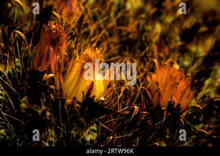 Blühender Fasskaktus mit sanften Blüten, die sich sanft mit dem verblassenden Tageslicht schließen. Stockfoto