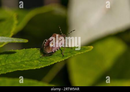 Haariger Schildkäfer auf Blatt Stockfoto