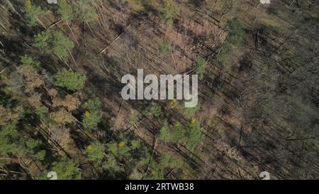 Drohnenkamera Schwenkansicht über einen kranken Wald mit Waldabbau auf einer Autobahn mit starkem Verkehr, Deutschland Stockfoto