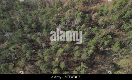 Luftaufnahmen von Waldkippen mit erkrankten und umgestürzten Bäumen aufgrund von Dürre und Sturm bei Sonnenschein im Frühjahr mit Drohne gesehen Stockfoto