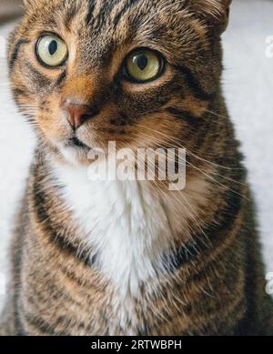Nahaufnahme einer Tabby-Katze mit grünen Augen Stockfoto