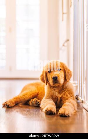 Ein junger Golden Retriever Welpe sitzt auf einem Boden in seiner Familienküche. Stockfoto