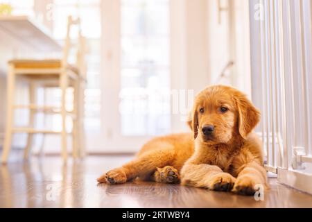 Ein junger Golden Retriever Welpe sitzt auf einem Boden in seiner Familienküche. Stockfoto
