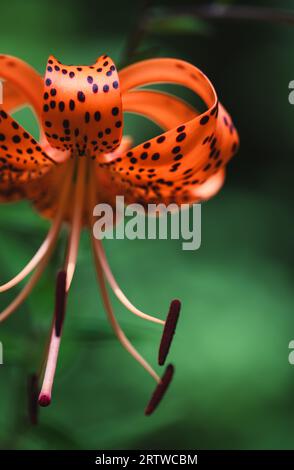 Nahaufnahme der Blütenblätter auf der orange Tigerlilie Blume, die in einem Garten blüht. Stockfoto