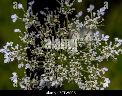 Nahaufnahme einer weißen Blume mit grünen Trieben Stockfoto