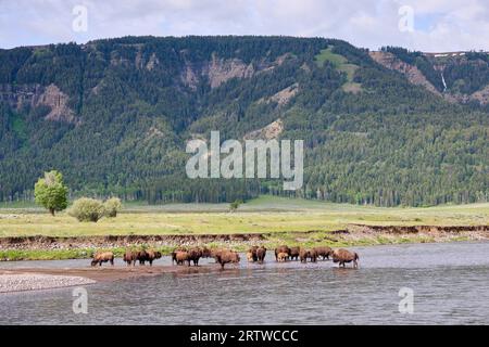 Herde amerikanischer Bisons (Bison Bison), die den Lamar River im Yellowstone-Nationalpark, Wyoming, Vereinigte Staaten von Amerika überqueren Stockfoto