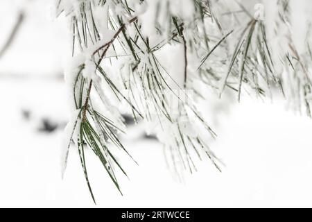 Verschneite Zweige einer Kiefer im Winter Stockfoto