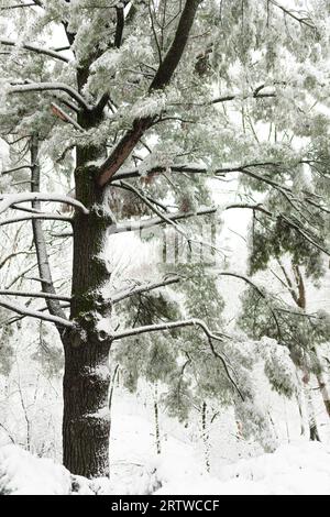 Verschneite Zweige einer Kiefer im Winter Stockfoto