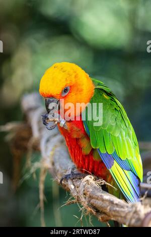 Wunderschöner farbenfroher tropischer Papagei im Parque das Aves (Vogelpark) Stockfoto