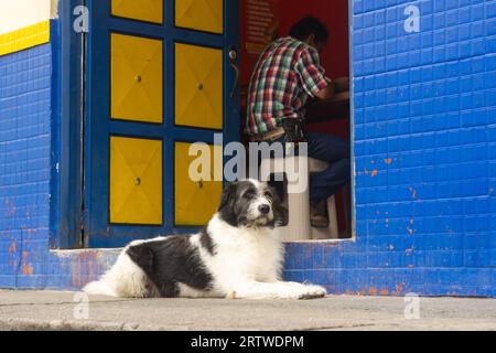Schwarzer und weißer flauschiger Streuner, der auf einem Gehweg vor einem farbenfrohen blau und gelb gestrichenen Hauseingang in Salento, Quindío, Kolumbien ruht. Stockfoto