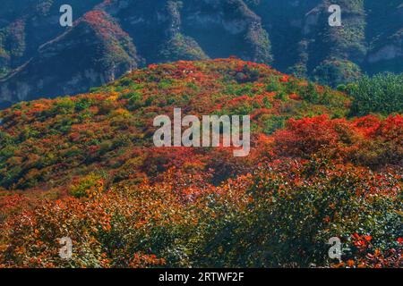 Erleben Sie das Kaleidoskop der Natur in China, während buntes Gras und Bäume einen faszinierenden Wandteppich von Schönheit malen Stockfoto