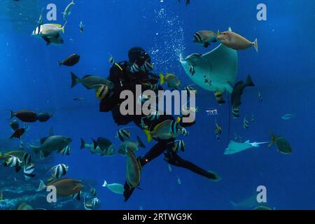 EILAT, ISRAEL - 21. SEPTEMBER 2017: Dies ist ein Taucher, der zeigt, wie man Fische im Aquarium des Underwater Observatory Park ernährt. Stockfoto