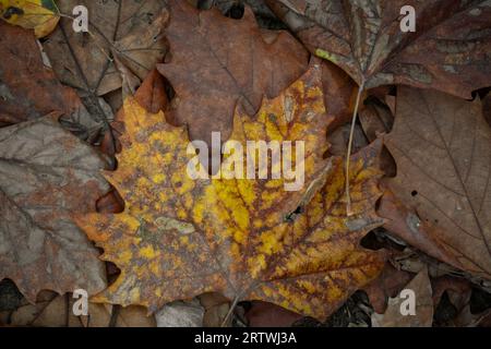Im Herbst sind bunte Blätter auf den Boden gefallen. Gelbes Ebenenbaumblatt. Stockfoto