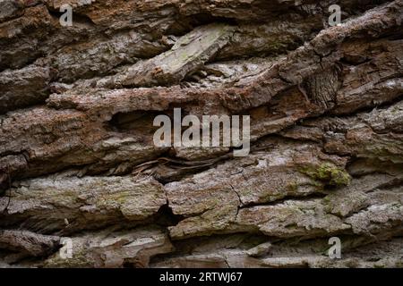 Nahaufnahme der Baumrindenstruktur. Holzhintergrund. Verfallener Baumstamm. Ebenen. Wald. Stockfoto