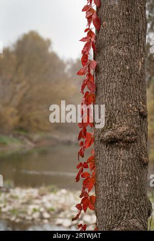 Rötliche wilde Weinrebe (Parthenocissus vitacea), die an einem Baumstamm entlang zieht. Herbstambiente. Stockfoto