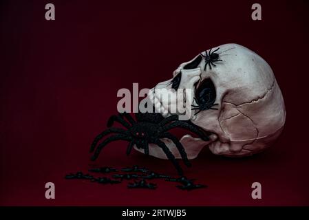 Schädel mit Spinne, die aus dem Mund kriecht, auf rotem Hintergrund. Stockfoto