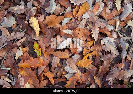 Im Herbst sind gefallene bunte Eichenblätter auf dem Boden. Grüner Boden. Herbstlicher Teppich. Stockfoto