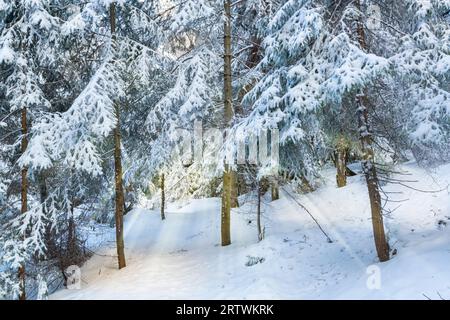 Winterwunderland. Wald mit schneebedeckten Bäumen und Sonnenstrahlen, die durch die Äste scheinen Stockfoto