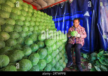 LUANNAN COUNTY, China - 10. November 2021: Farmers are Sort out Rüben and Putting them in the Carrier, North China Stockfoto