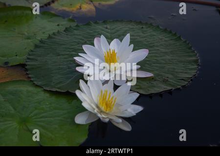 Vollblütige Weiße-Wasser-Lilie (Nymphaeaceae, Seerosen, lilly), die Nationalblume von Bangladesch. Foto von „Shatla Beel“ in Ujirpur in Bar Stockfoto