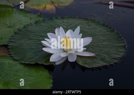 Vollblütige Weiße-Wasser-Lilie (Nymphaeaceae, Seerosen, lilly), die Nationalblume von Bangladesch. Foto von „Shatla Beel“ in Ujirpur in Bar Stockfoto