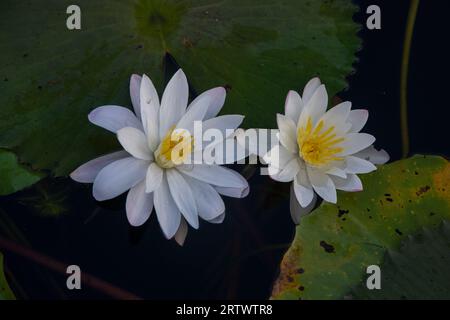 Vollblütige Weiße-Wasser-Lilie (Nymphaeaceae, Seerosen, lilly), die Nationalblume von Bangladesch. Foto von „Shatla Beel“ in Ujirpur in Bar Stockfoto